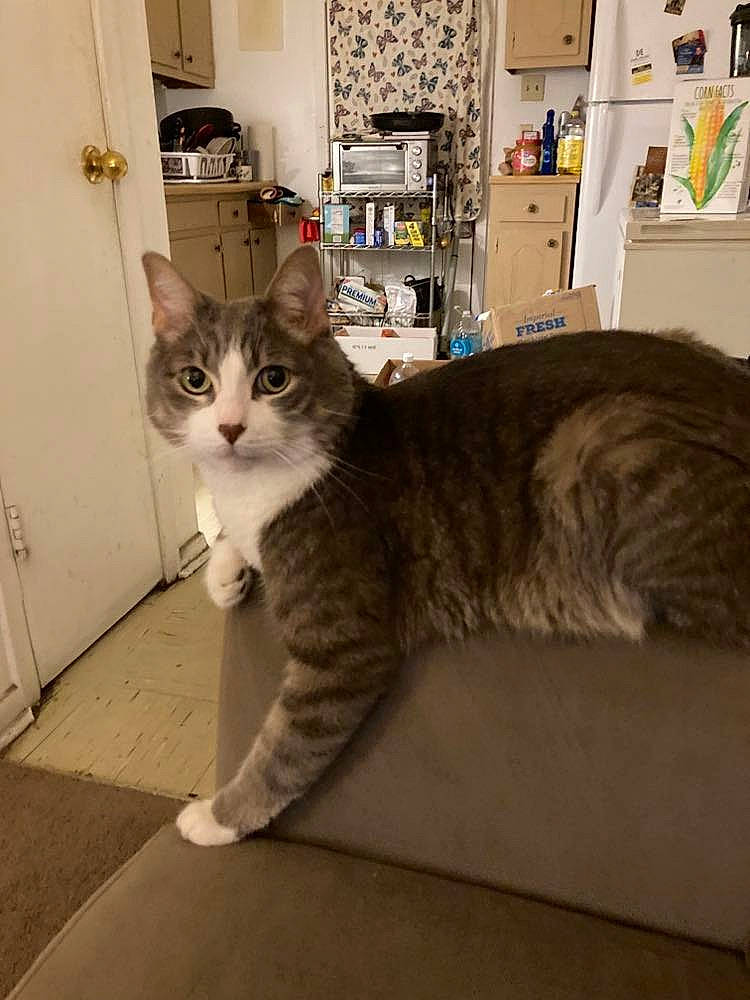 Prisco is registered to the contest to win money with this photo: bookcase, carnivore, cat, comfort, domestic_short_haired_cat, door, felidae, fur, grey, paw, picture_frame, shelf, shelving, small_to_medium_sized_cats, snout, tail, terrestrial_animal, vertebrate, whiskers, window