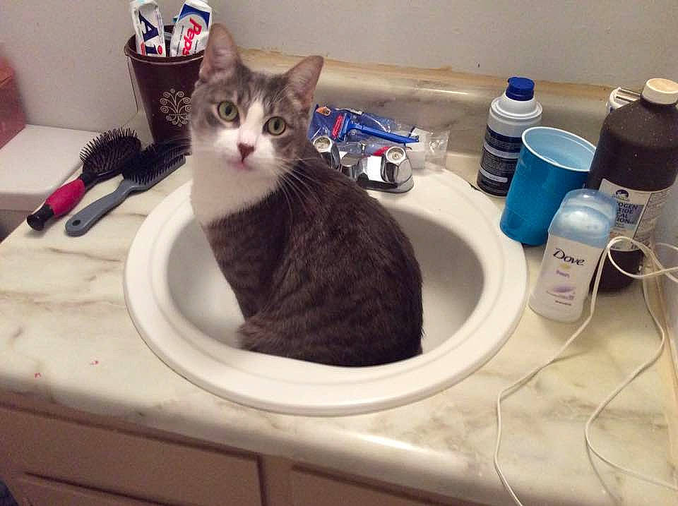 Prisco joined the competition — help win amazing prizes! bathroom, bathroom_sink, bottle, carnivore, cat, comfort, felidae, fluid, liquid, plastic_bottle, plumbing, plumbing_fixture, room, sink, small_to_medium_sized_cats, solution, solvent, tap, water_bottle, whiskers