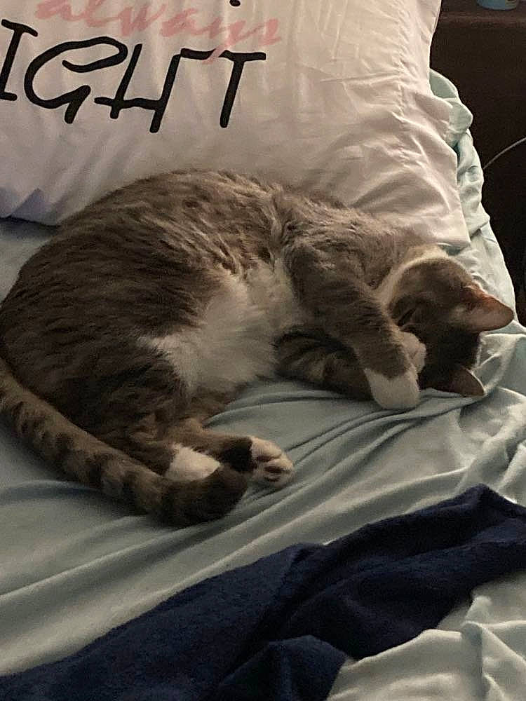 Prisco joined the competition — help win amazing prizes! bedding, blanket, carnivore, cat, claw, comfort, domestic_short_haired_cat, duvet, felidae, fur, linens, nap, paw, photo_caption, room, sleep, small_to_medium_sized_cats, tail, whiskers