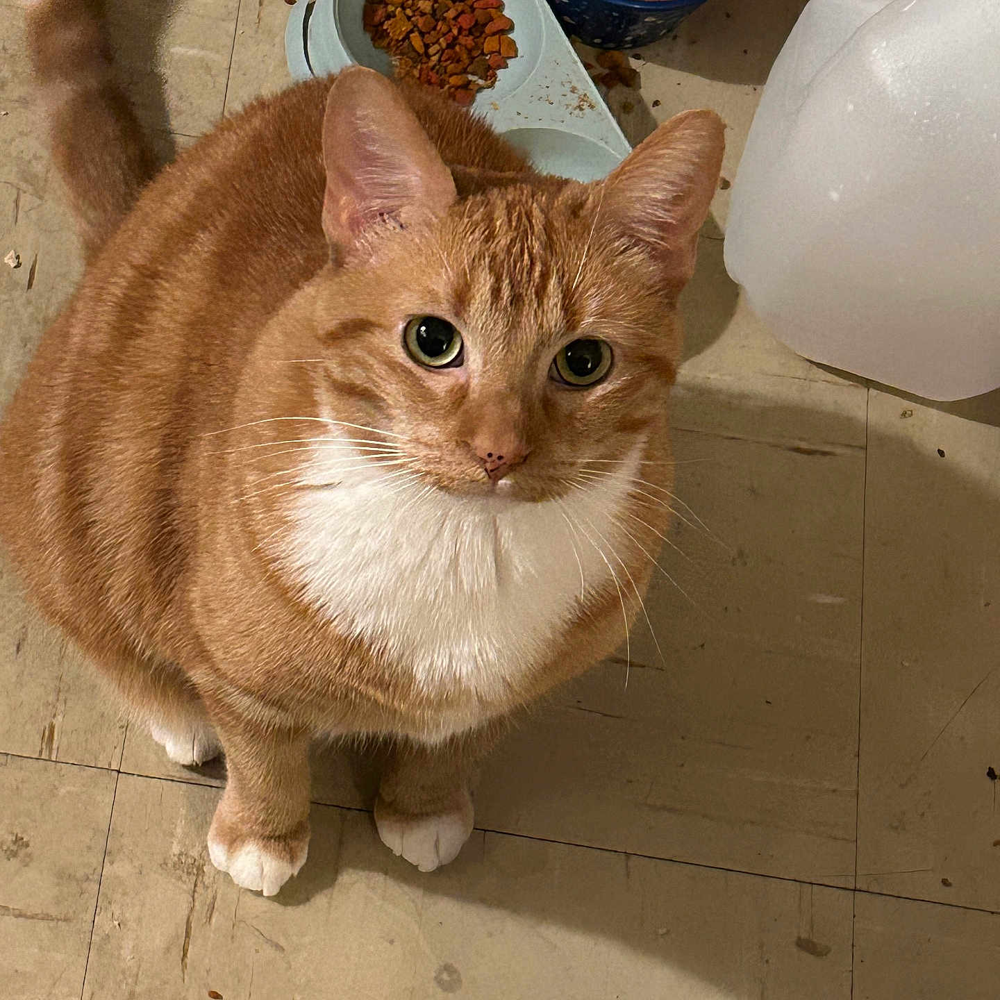 Ginger joined the competition — help win amazing prizes! abyssinian, animal, bathroom, bean, bowl, cat, cookware, food, fruit, hardwood, kitten, lentil, manx, pet, plant, plywood, pot, produce, vegetable, wood