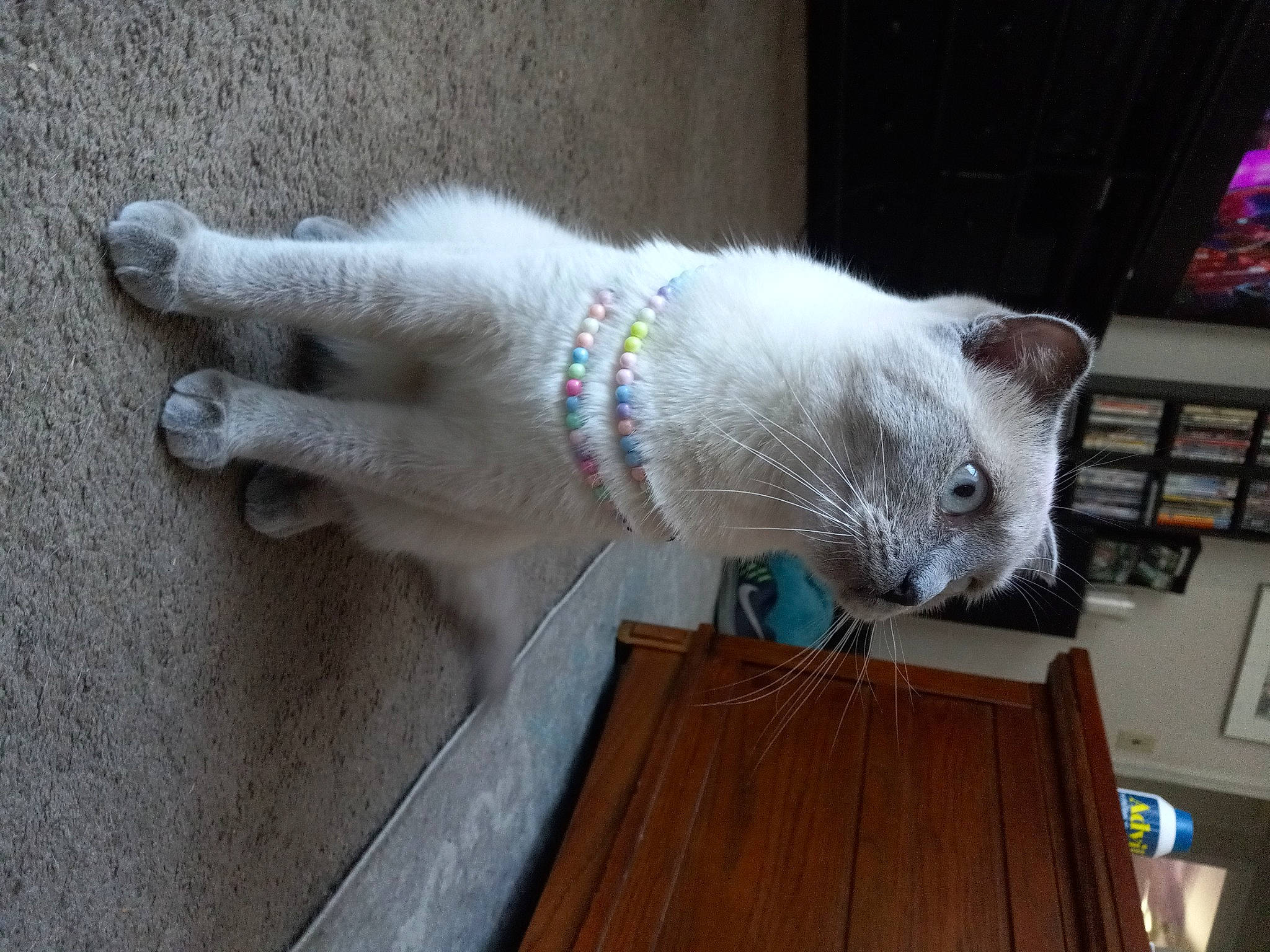 Jelly joined the competition — help win amazing prizes! carnivore, cat, comfort, domestic_short_haired_cat, fawn, felidae, flooring, fur, grey, hardwood, small_to_medium_sized_cats, tail, whiskers, wood, wood_stain