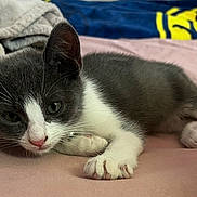 Oliver is registered to the contest to win money with this photo: kitten, cat, gray_and_white, whiskers, paw, bed, blanket, towel, cozy, closeup, portrait, indoor, domestic_animal, fur, pink_nose, ears, sleepy, resting, soft_fabric, home