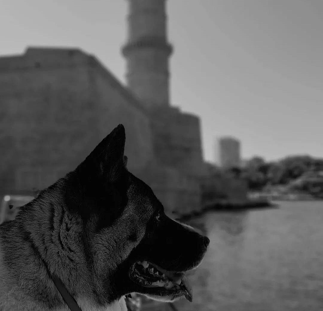 Oska a rejoint le concours — aidez-le/la à gagner de superbes lots ! black_and_white, building, carnivore, city, dog, dog_breed, flash_photography, grey, lake, monochrome, monochrome_photography, sky, snout, sporting_group, stock_photography, street, style, tree, water, winter