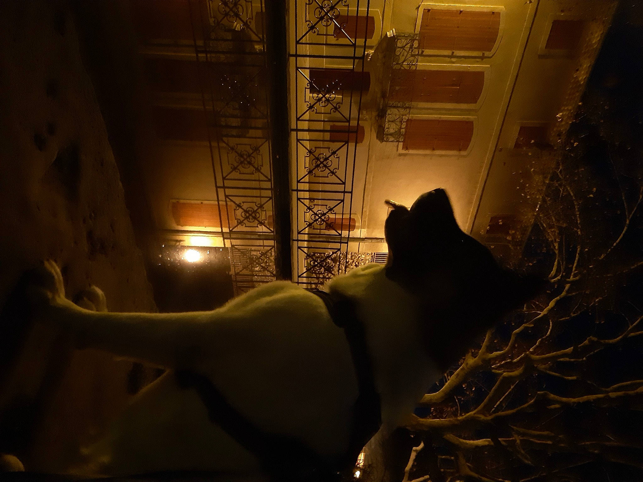 Oska participe au concours pour gagner de l'argent avec cette photo : art, backlighting, darkness, evening, felidae, flash_photography, heat, midnight, room, shadow, sky, small_to_medium_sized_cats, street_light, sunlight, tail, tints_and_shades, tree, visual_arts, window, wood