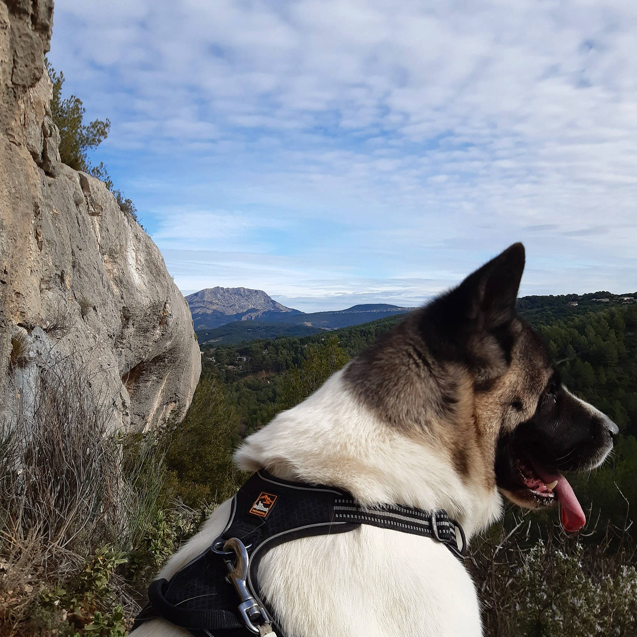 Oska a rejoint le concours — aidez-le/la à gagner de superbes lots ! adventure, bedrock, canidae, carnivore, cloud, collar, companion_dog, dog, dog_breed, dog_collar, fawn, landscape, leash, mountain, plant, recreation, sky, snout, sporting_group, working_animal