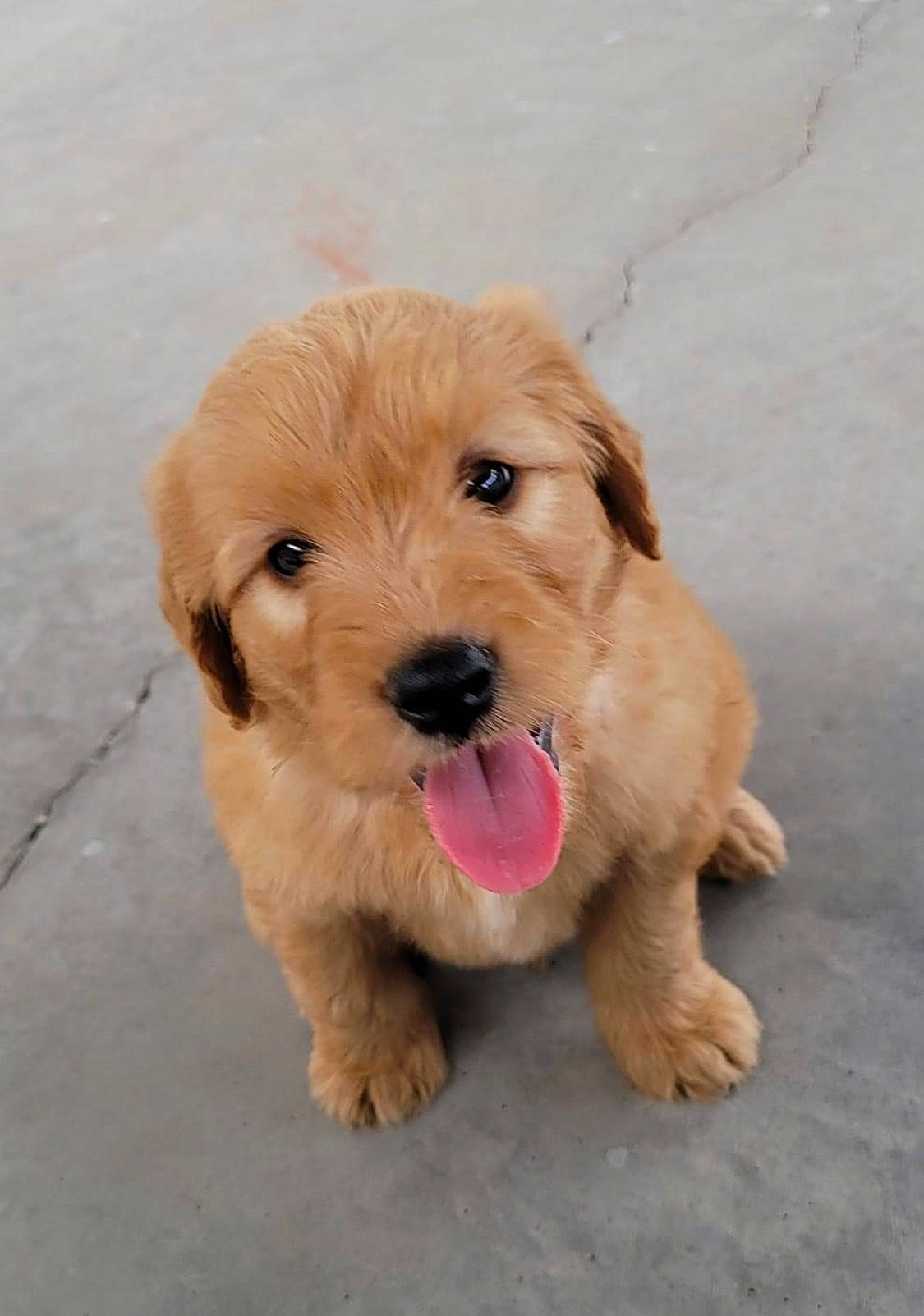 Theo is registered to the contest to win money with this photo: canidae, carnivore, companion_dog, dog, dog_breed, fur, liver, small_terrier, snout, sporting_group, terrier, toy_dog, working_animal