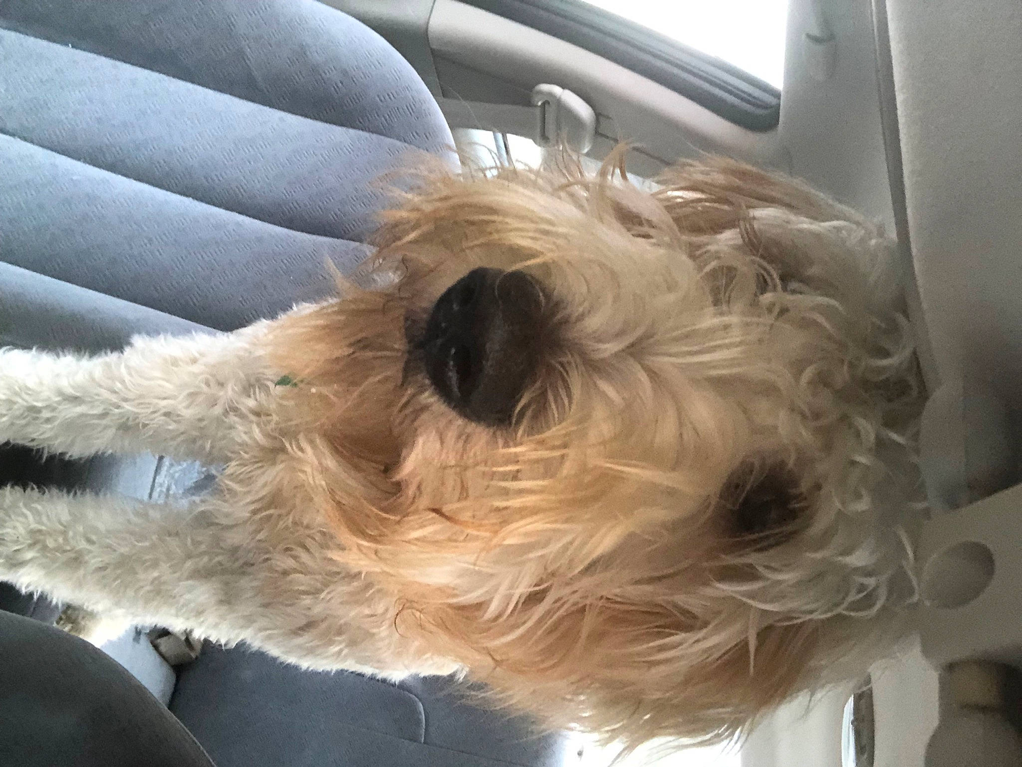 Bruno is registered to the contest to win money with this photo: canidae, carnivore, companion_dog, dog, dog_breed, dog_collar, dog_supply, fawn, fur, non_sporting_group, puppy, schnauzer, small_terrier, snout, sporting_group, terrier, toy_dog, vehicle_door, window, working_animal
