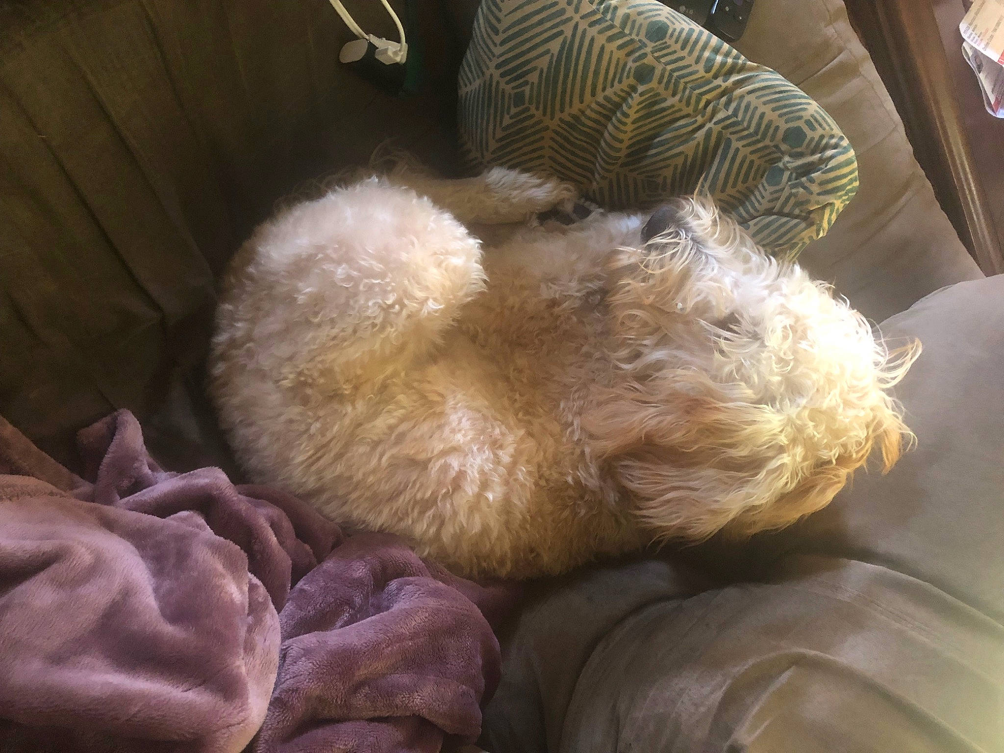 Bruno is registered to the contest to win money with this photo: canidae, carnivore, comfort, companion_dog, dog_breed, fawn, felidae, fur, liver, small_to_medium_sized_cats, snout, sporting_group, stuffed_toy, tail, teddy_bear, terrier, toy, toy_dog, whiskers, wool