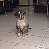 puppy, dog, sitting, fluffy, tricolor, brown, black, white, tongue, indoor, living_room, tiled_floor, home, furniture, pet_bed, chair, table, portrait, adorable, animal