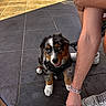 Paco participe au concours pour gagner de l'argent avec cette photo : puppy, dog, tricolor, australian_shepherd, fluffy, harness, sitting, looking_at_camera, blue_eyes, open_mouth, paws, white_paws, black_fur, brown_markings, outdoor, patio, tiles, person, water_bowl, sunlight