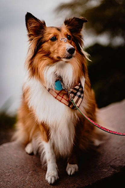 Jasmine Marie joined the competition — help win amazing prizes! canidae, carnivore, collar, companion_dog, dog, dog_breed, dog_collar, dog_supply, event, fashion_accessory, fawn, fur, leash, liver, pet_supply, plant, snout, sporting_group, toy_dog, whiskers