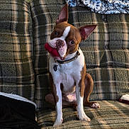 Elvis is registered to the contest to win money with this photo: boston_terrier, dog, pet, chew_toy, couch, plaid, fabric, blanket, indoor, seated, brown, white, ears, collar, tag, looking, curious, animal, companion, cozy