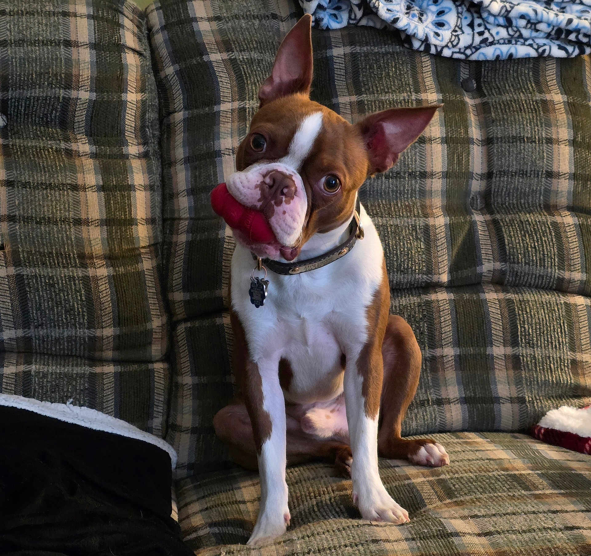 Elvis is registered to the contest to win money with this photo: boston_terrier, dog, pet, chew_toy, couch, plaid, fabric, blanket, indoor, seated, brown, white, ears, collar, tag, looking, curious, animal, companion, cozy