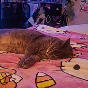 Calvin is registered to the contest to win money with this photo: cat, sleeping, blanket, pink, hello_kitty, candy_corn, bed, indoor, fan, shelf, cans, clothing, plant, poster, relaxing, feline, fur, cozy, rest, cute