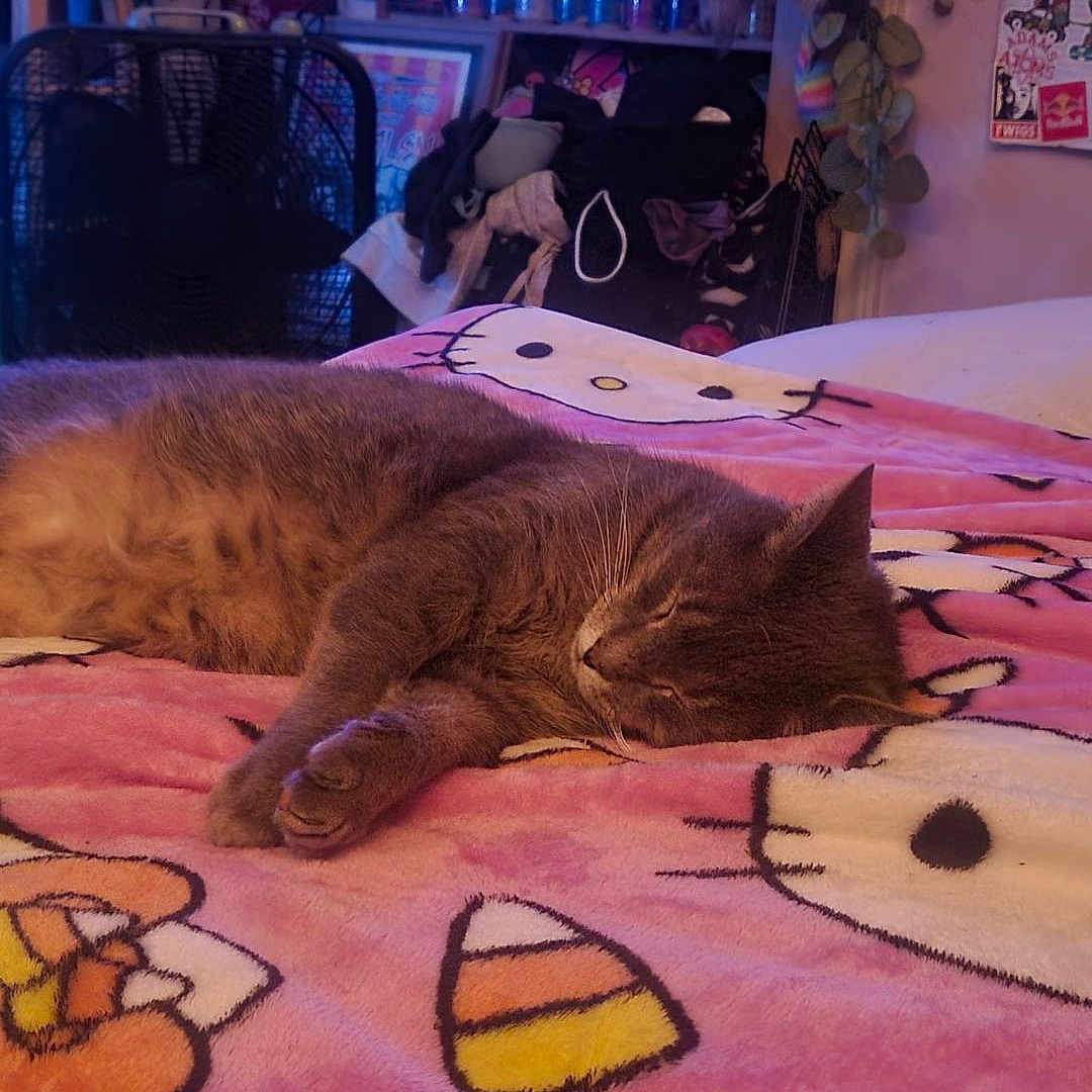 Calvin is registered to the contest to win money with this photo: bed, blanket, candy_corn, cans, cat, clothing, cozy, cute, fan, feline, fur, hello_kitty, indoor, pink, plant, poster, relaxing, rest, shelf, sleeping