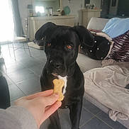 Athena participe au concours pour gagner de l'argent avec cette photo : animal, architecture, bodypart, bread, building, canine, chair, couch, desk, dog, finger, food, furniture, hand, indoors, labradorretriever, livingroom, person, pet, table