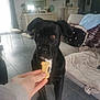 animal, architecture, bodypart, bread, building, canine, chair, couch, desk, dog, finger, food, furniture, hand, indoors, labradorretriever, livingroom, person, pet, table