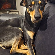 Lola joined the competition — help win amazing prizes! dog, black_and_tan, leather_couch, indoor, pet, animal, canine, seated, looking_at_camera, fur, ears, snout, relaxed, living_room, television, reflection, human_reflection, shadow, comfort, close_up