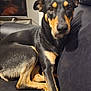 dog, black_and_tan, leather_couch, indoor, pet, animal, canine, seated, looking_at_camera, fur, ears, snout, relaxed, living_room, television, reflection, human_reflection, shadow, comfort, close_up