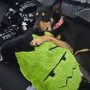 Lola joined the competition — help win amazing prizes! animal, black_and_tan, black_dog, blanket, couch, cozy, dog, fur, green_plush, home, indoor, paw, pet, pink_collar, plush_toy, relaxed, resting, sleepy, snuggling, soft_toy