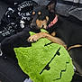 animal, black_and_tan, black_dog, blanket, couch, cozy, dog, fur, green_plush, home, indoor, paw, pet, pink_collar, plush_toy, relaxed, resting, sleepy, snuggling, soft_toy