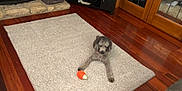 Remy joined the competition — help win amazing prizes! animal, basket, carpet, cozy, curly_hair, dog, door, flooring, furniture, glass_panels, home, indoor, living_room, paw, pet, playful, plush_toys, relaxing, toy, wooden_floor