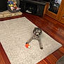 animal, basket, carpet, cozy, curly_hair, dog, door, flooring, furniture, glass_panels, home, indoor, living_room, paw, pet, playful, plush_toys, relaxing, toy, wooden_floor