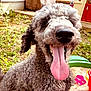 Remy is registered to the contest to win money with this photo: animal, canine, closeup, curly_fur, cute, dog, friendly, furry, garden, grass, happy, nature, outdoor, pet, play, sandbox, smile, summer, tongue, toy