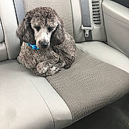 Remy joined the competition — help win amazing prizes! animal, backseat, blue_collar, calm, car_interior, car_seat, companion, cozy, curled_up, curly_hair, dog, domestic_animal, fabric, gray_brown, indoor, pet, poodle, resting, seatbelt, vehicle
