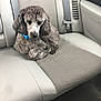animal, backseat, blue_collar, calm, car_interior, car_seat, companion, cozy, curled_up, curly_hair, dog, domestic_animal, fabric, gray_brown, indoor, pet, poodle, resting, seatbelt, vehicle