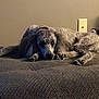 Remy joined the competition — help win amazing prizes! animal, bed, blanket, canine, companion, cozy, cute, dog, ears, fur, furry, home, indoor, lying_down, paw, pet, poodle, relaxed, resting, snout