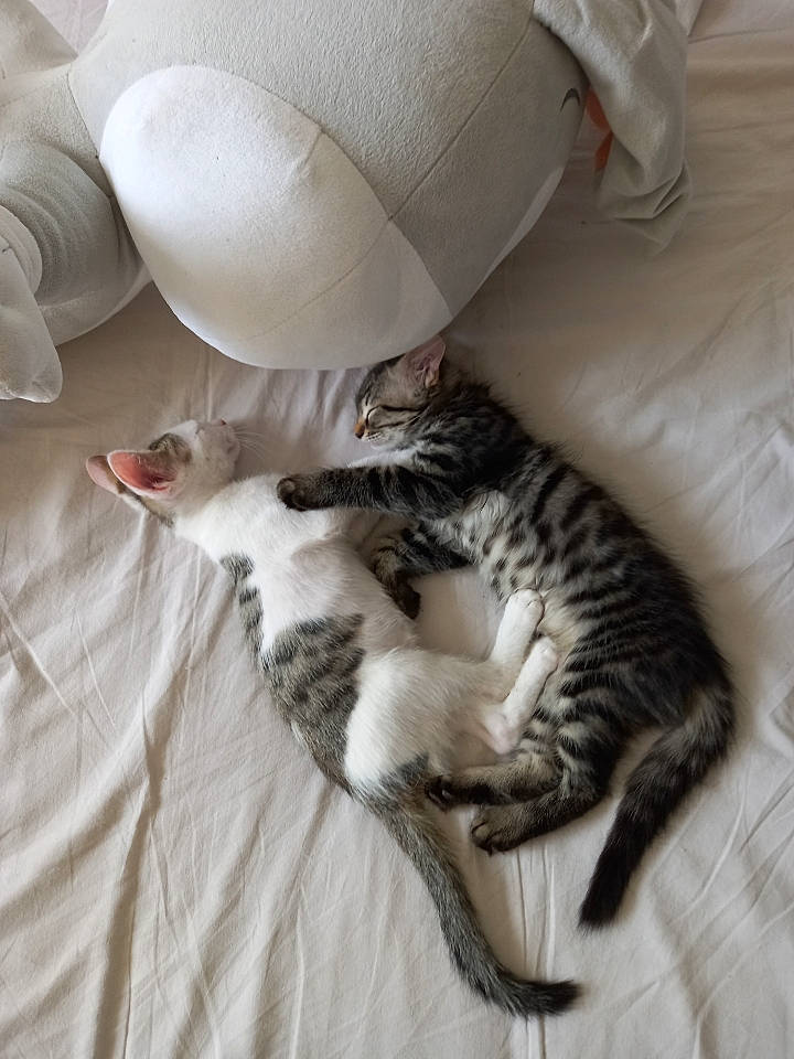 Sergio a rejoint le concours — aidez-le/la à gagner de superbes lots ! bed, bed_sheet, bedding, carnivore, cat, cat_bed, claw, comfort, domestic_short_haired_cat, fawn, felidae, fur, grey, linens, nap, paw, small_to_medium_sized_cats, tail, whiskers, wood