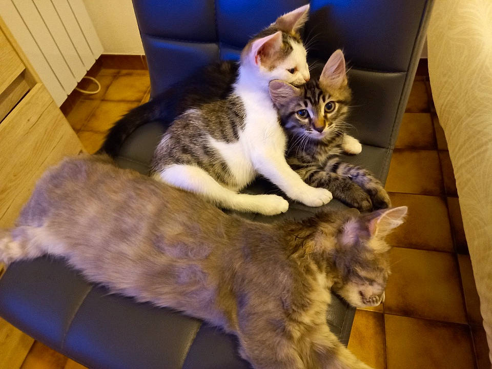 Sergio participe au concours pour gagner de l'argent avec cette photo : canidae, carnivore, cat, comfort, companion_dog, dog_breed, domestic_short_haired_cat, felidae, floor, flooring, fur, hardwood, lap, nap, paw, room, small_to_medium_sized_cats, tail, whiskers, wood