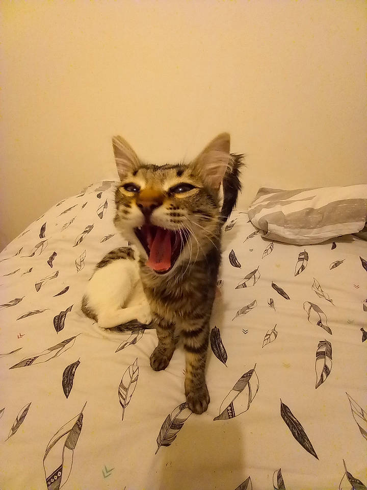 Sergio participe au concours pour gagner de l'argent avec cette photo : art, carnivore, cat, claw, comfort, domestic_short_haired_cat, fang, felidae, fur, grey, jaw, linens, paw, small_to_medium_sized_cats, snout, tail, terrestrial_animal, whiskers, wildlife, yawn