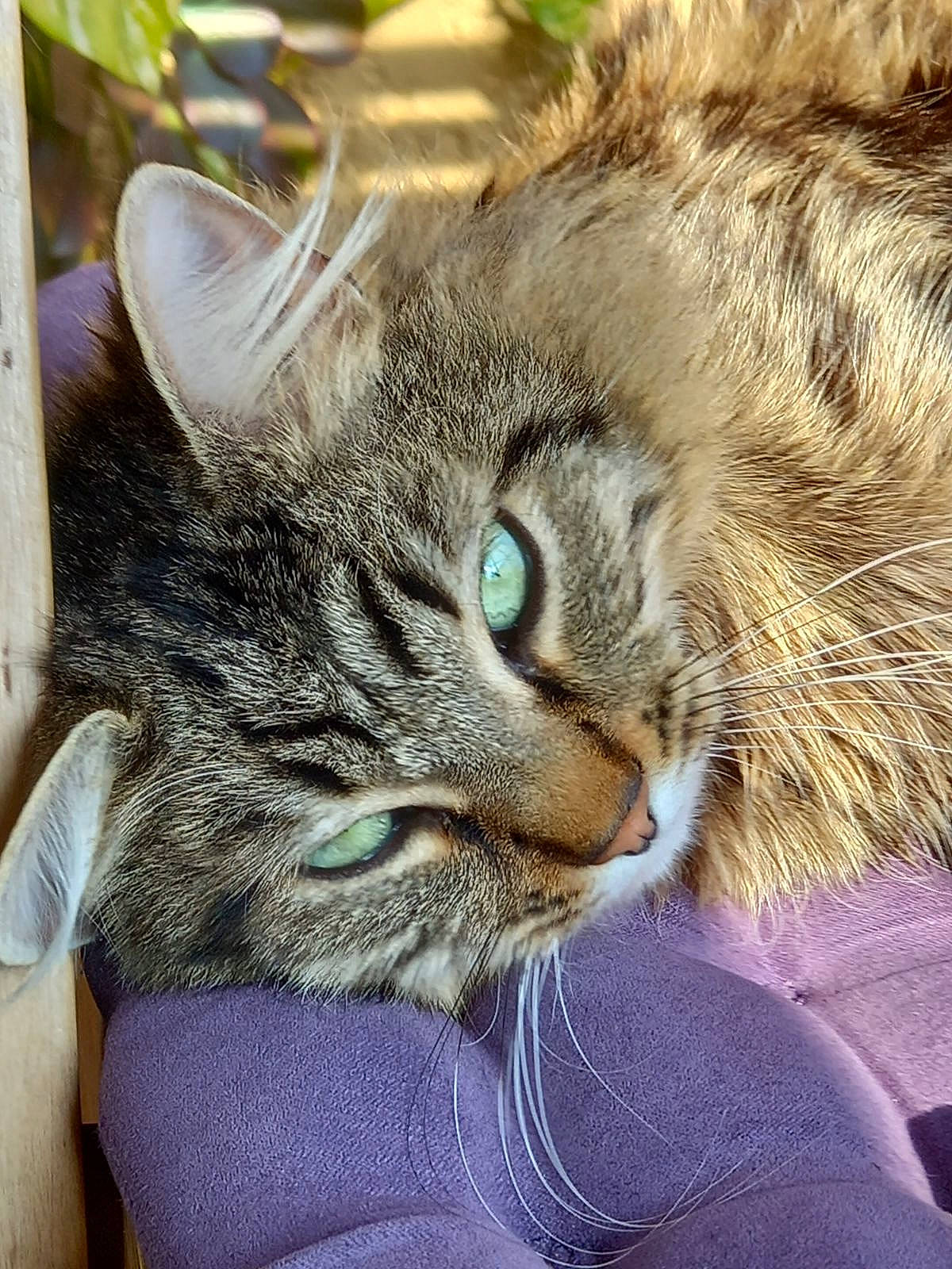 Sergio a rejoint le concours — aidez-le/la à gagner de superbes lots ! carnivore, cat, claw, comfort, domestic_short_haired_cat, ear, eye, felidae, fur, gesture, grass, hair, head, nap, paw, small_to_medium_sized_cats, snout, terrestrial_animal, whiskers, wildlife