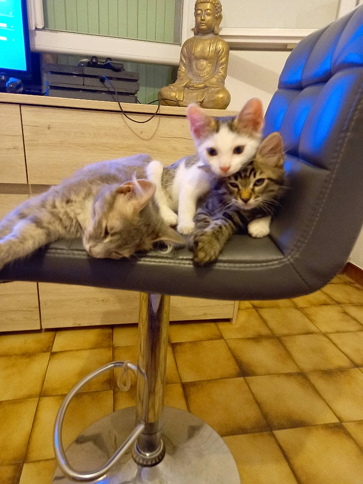 Sergio participe au concours pour gagner de l'argent avec cette photo : blue, canidae, carnivore, cat, chair, comfort, companion_dog, domestic_short_haired_cat, fawn, felidae, fur, home_appliance, lap, mammal, room, small_to_medium_sized_cats, table, tail, vertebrate, whiskers