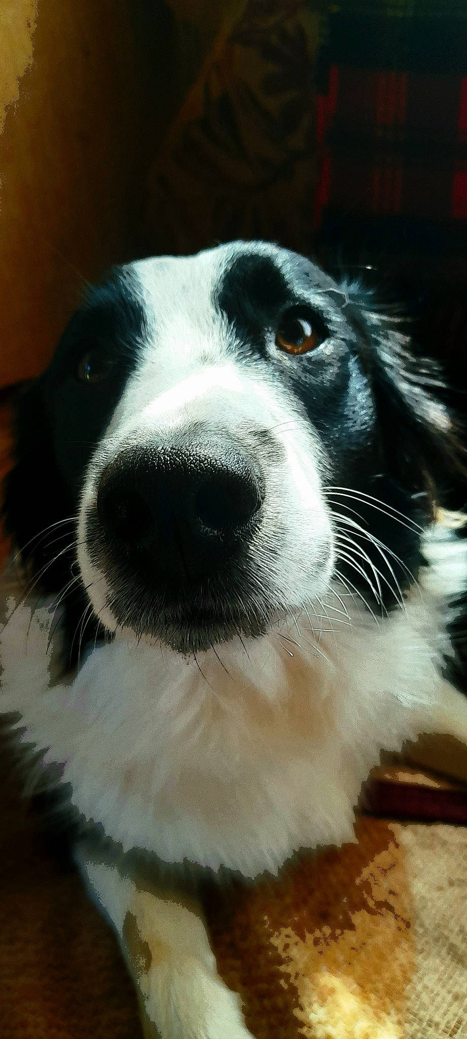 Winnie a rejoint le concours — aidez-le/la à gagner de superbes lots ! canidae, carnivore, companion_dog, dog, dog_breed, fur, snout, sporting_group, terrestrial_animal, whiskers, working_animal, working_dog