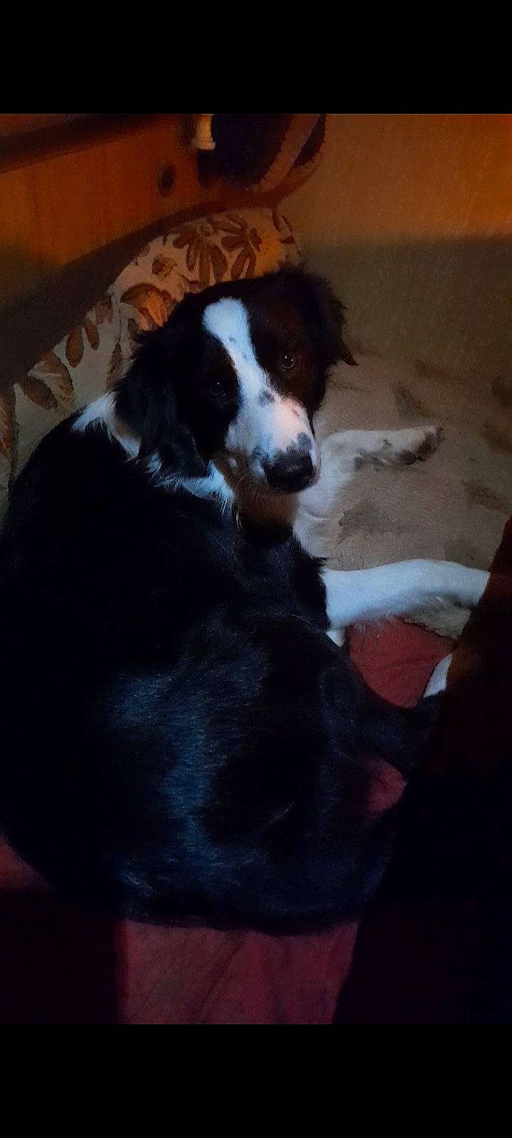 Winnie a rejoint le concours — aidez-le/la à gagner de superbes lots ! bernese_mountain_dog, bored, canidae, carnivore, comfort, companion_dog, dog, dog_breed, door, flooring, fur, gun_dog, herding_dog, sporting_group, terrestrial_animal, whiskers, working_animal, working_dog