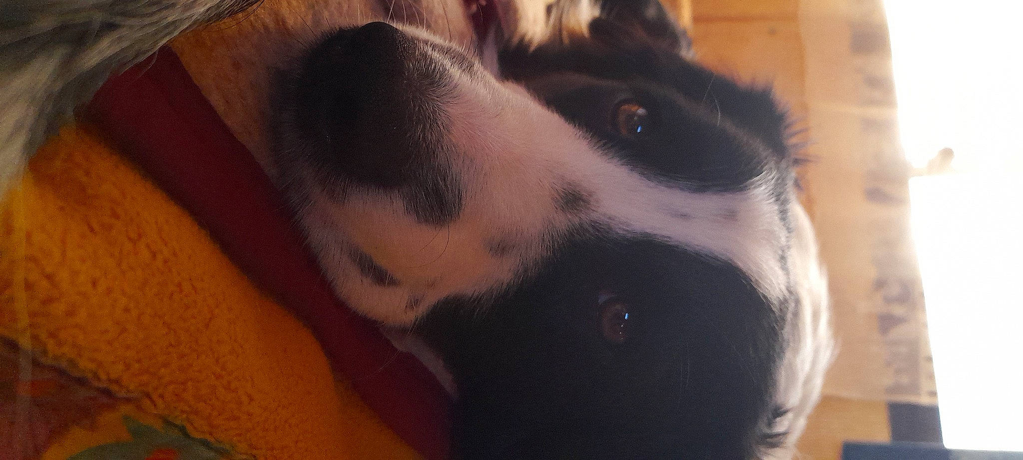 Winnie a rejoint le concours — aidez-le/la à gagner de superbes lots ! bernese_mountain_dog, border_collie, canidae, carnivore, companion_dog, dog, dog_breed, ear, fur, herding_dog, jaw, non_sporting_group, paw, puppy_love, sporting_group, texas_heeler, whiskers, wood, working_animal, working_dog