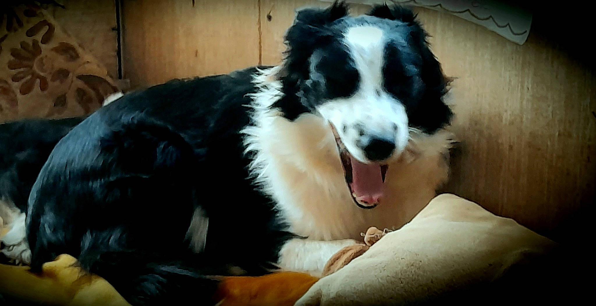 Winnie participe au concours pour gagner de l'argent avec cette photo : australian_collie, border_collie, bored, bucovina_shepherd_dog, canidae, carnivore, companion_dog, dog, dog_breed, fang, fur, herding_dog, plant, snout, sporting_group, terrestrial_animal, whiskers, working_dog