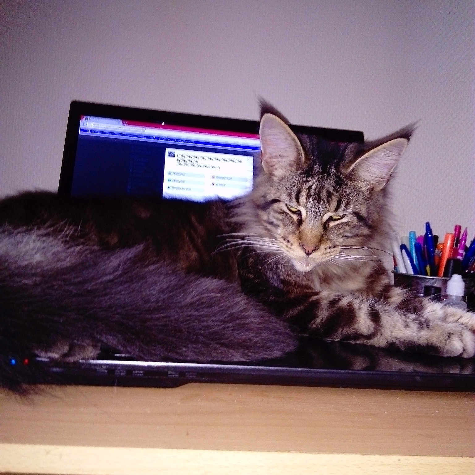 Maxou participe au concours pour gagner de l'argent avec cette photo : carnivoran, cat, cat_like_mammal, kitten, maine_coon, mammal, purple, small_to_medium_sized_cats, vertebrate, whiskers