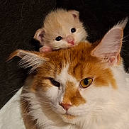 Acajou Et Biscuit participe au concours pour gagner de l'argent avec cette photo : animal, black_background, cat, close_up, cuddling, cute, ears, eyes, feline, fur, ginger_cat, indoor, kitten, nose, orange_cat, pet, portrait, stacked_cats, whiskers, white_cat