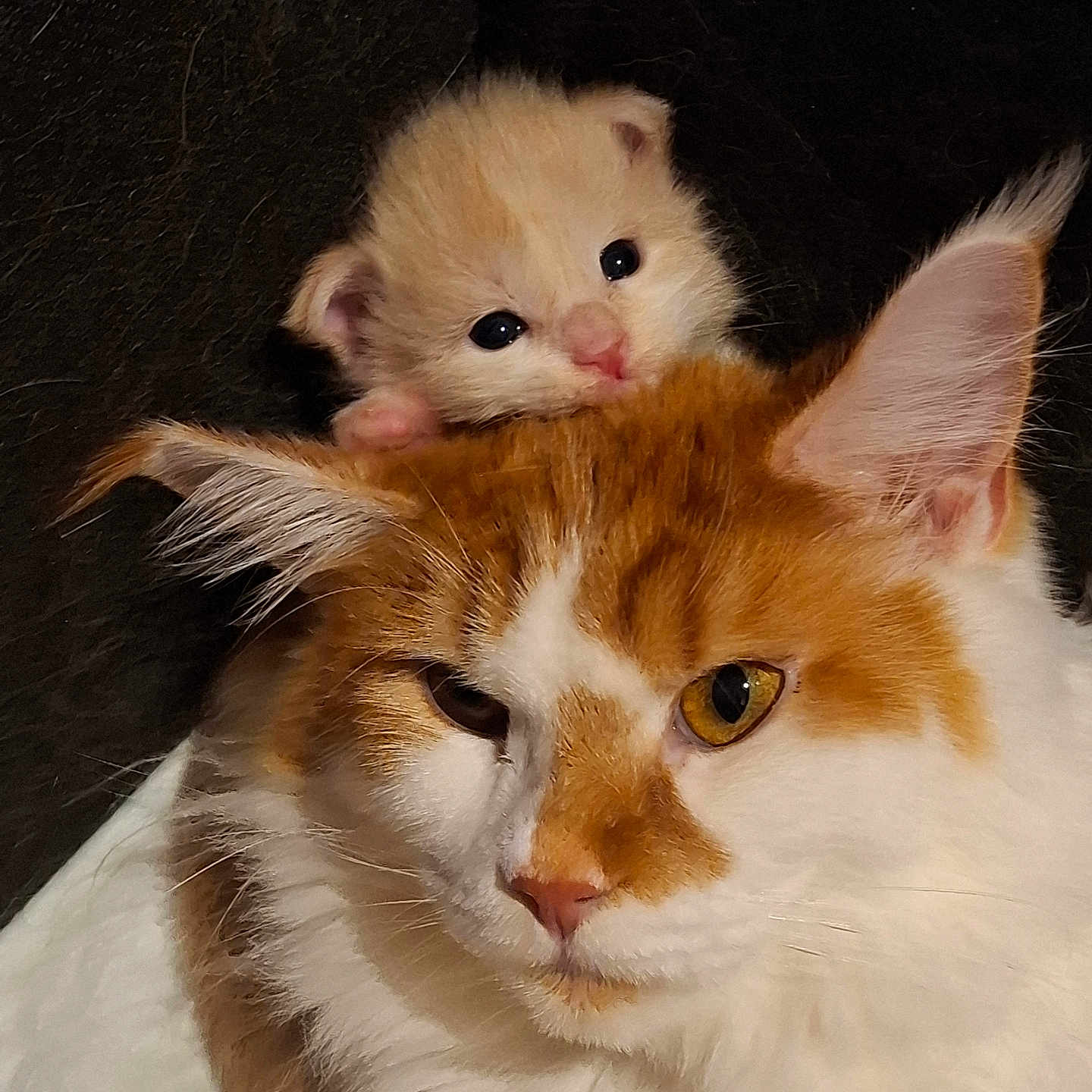Acajou Et Biscuit participe au concours pour gagner de l'argent avec cette photo : animal, black_background, cat, close_up, cuddling, cute, ears, eyes, feline, fur, ginger_cat, indoor, kitten, nose, orange_cat, pet, portrait, stacked_cats, whiskers, white_cat