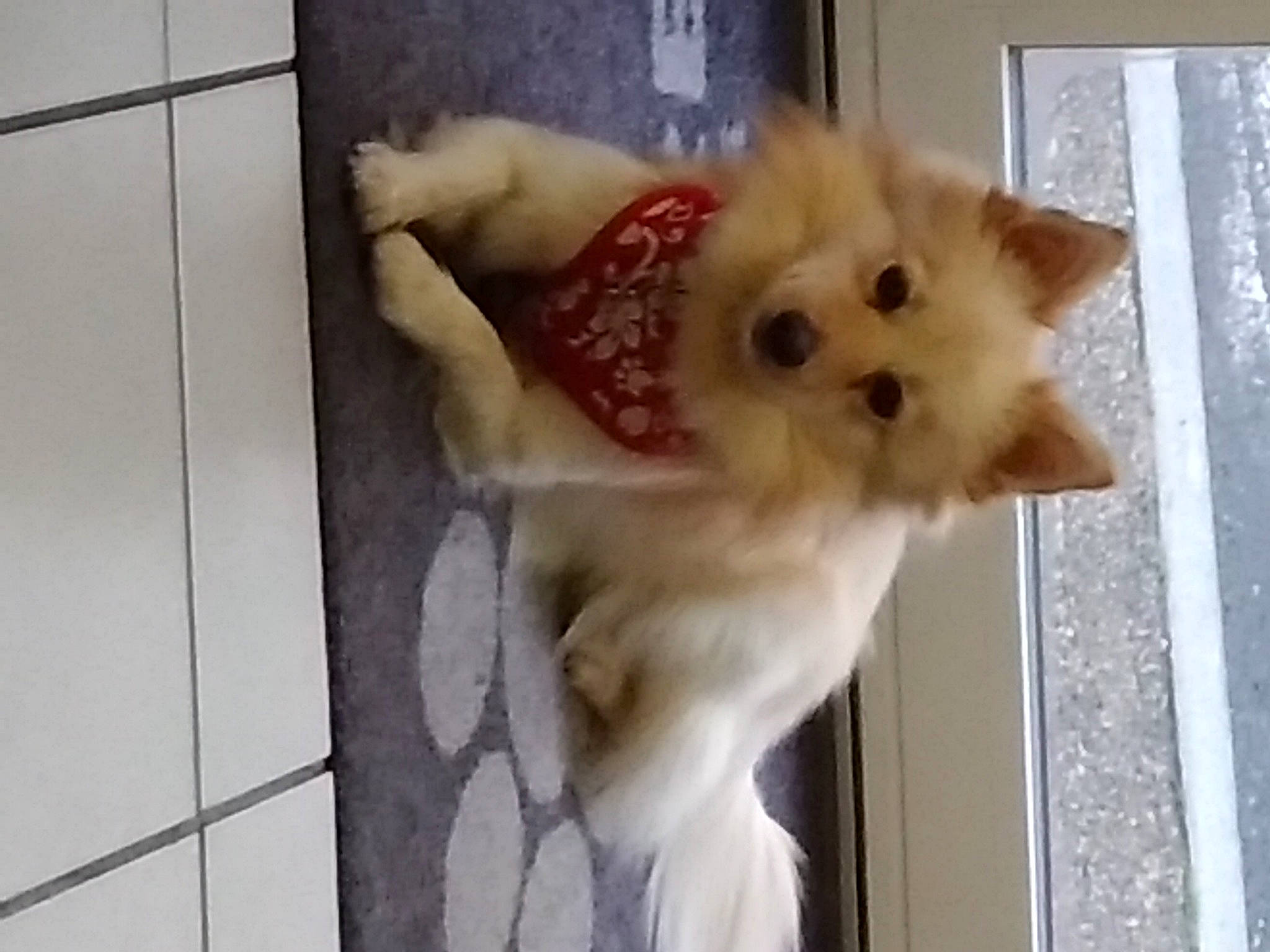 Stella participe au concours pour gagner de l'argent avec cette photo : canidae, carnivore, companion_dog, dog, dog_breed, dog_supply, fawn, flooring, fur, german_spitz, german_spitz_klein, german_spitz_mittel, pet_supply, snout, spitz, sporting_group, tail, volpino_italiano, whiskers, working_animal