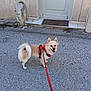 animal, building, canine, daytime, dog, door, fluffy, happy, harness, leash, outdoor, pavement, pet, sidewalk, small_dog, street, tail, tongue, walking, wall