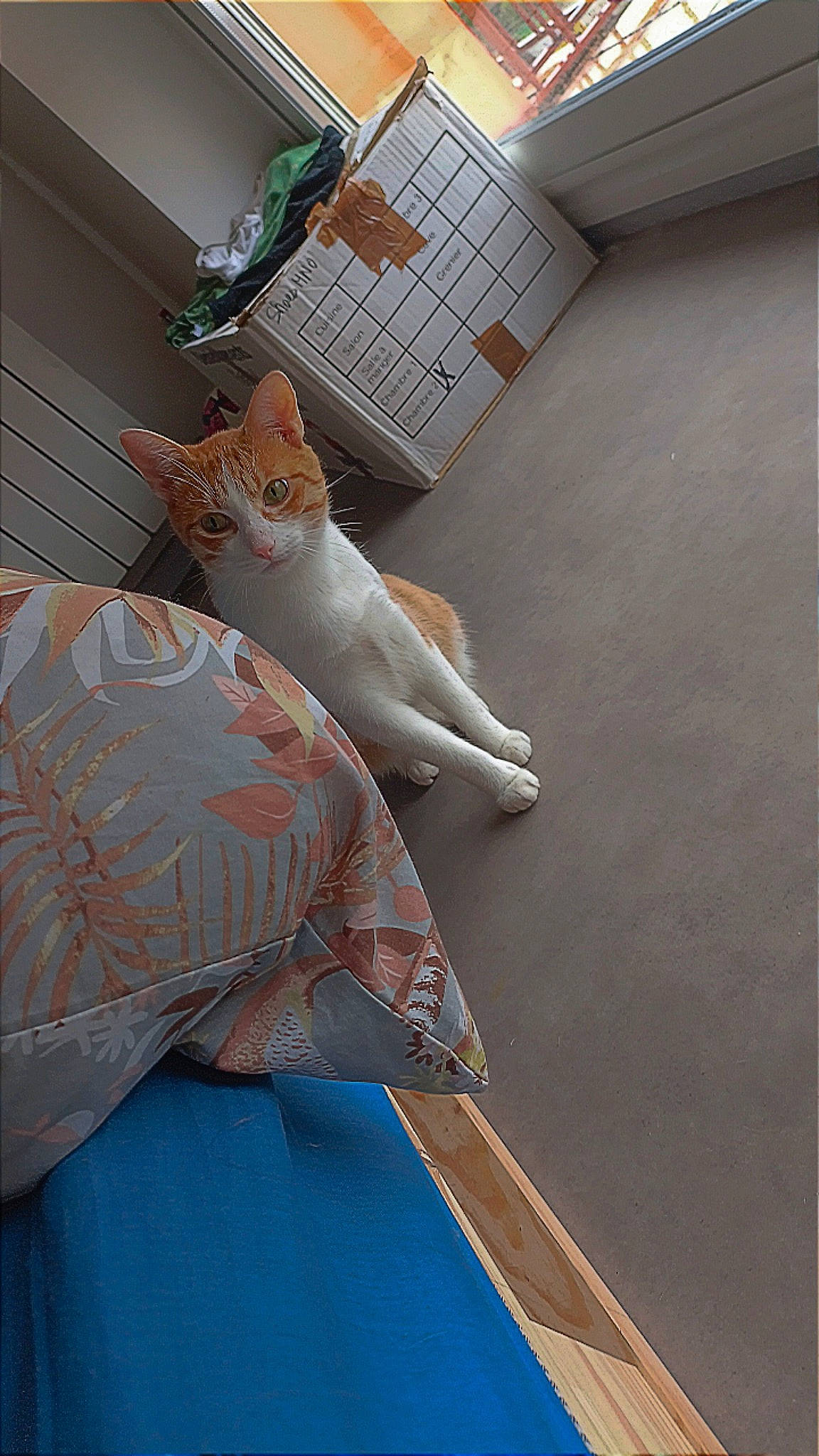 Oslo a rejoint le concours — aidez-le/la à gagner de superbes lots ! art, bed_sheet, bedding, bedroom, carpet, ceiling, comfort, felidae, floor, flooring, hardwood, human_leg, leisure, linens, pillow, room, stuffed_toy, teddy_bear, toy, wood