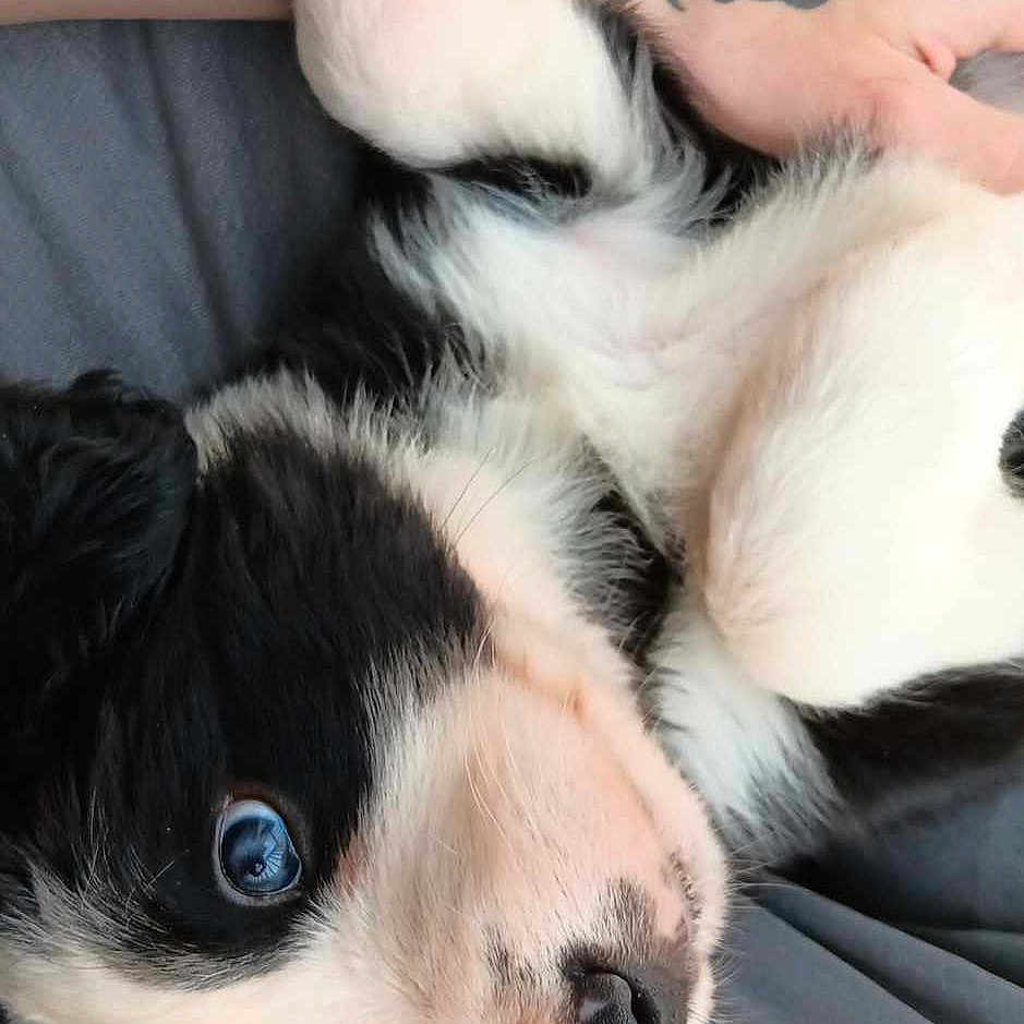 Oreo