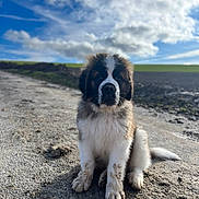 Chooky a rejoint le concours — aidez-le/la à gagner de superbes lots ! animal, blue_sky, brown_fur, canine, clouds, cute, dirt_road, dog, field, fluffy, muddy_paws, natural_light, outdoor, pet, portrait, puppy, saint_bernard, sitting, white_fur, young_dog