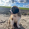 animal, clouds, cute, dirt, dog, field, fluffy, fur, grass, mammal, outdoor, paws, pet, portrait, puppy, side_profile, sitting, sky, st_bernard, young