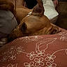 Jellybean is registered to the contest to win money with this photo: bedroom, brown_dog, casual, close_up, comfort, couch, dog, ear, fabric, floral_pattern, head, human, indoor, person, pillow, relaxed, resting, sleepy, soft_lighting, warm_tones